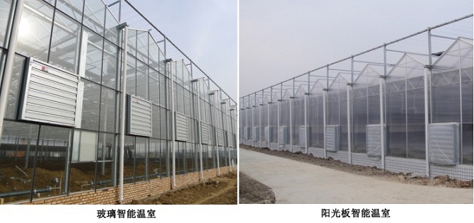 玻璃智能溫室、陽光板智能溫室