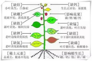 植物必須的大量元素，及作用